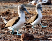 MG 4176 Blue Footed Boobie Pair Strutting